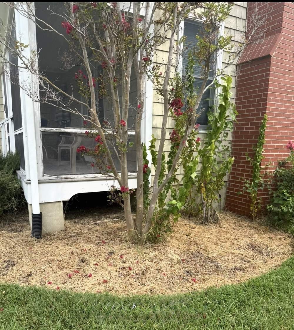 Bare crape myrtle bed with dry pine straw before renovation