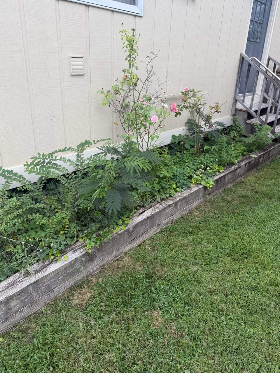 Overgrown rose bed with old wood border before renovation