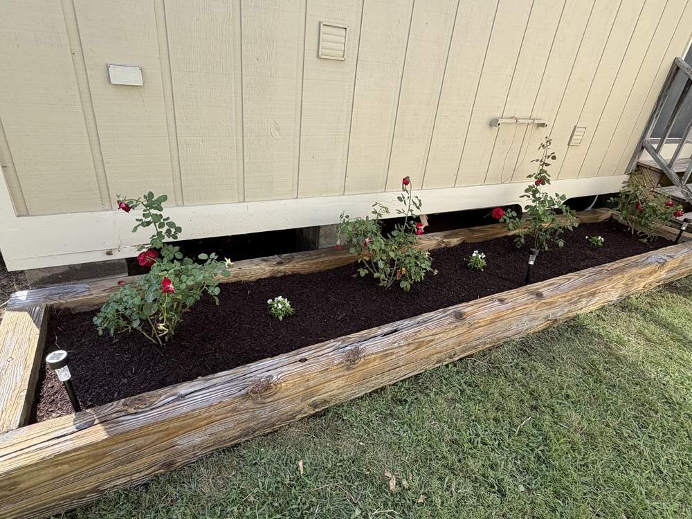Rebuilt rose bed with fresh mulch and blooming roses after renovation